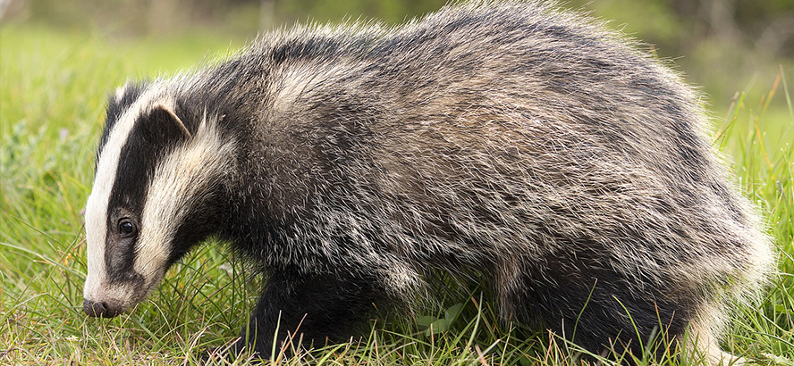 Protection du blaireau d'Europe